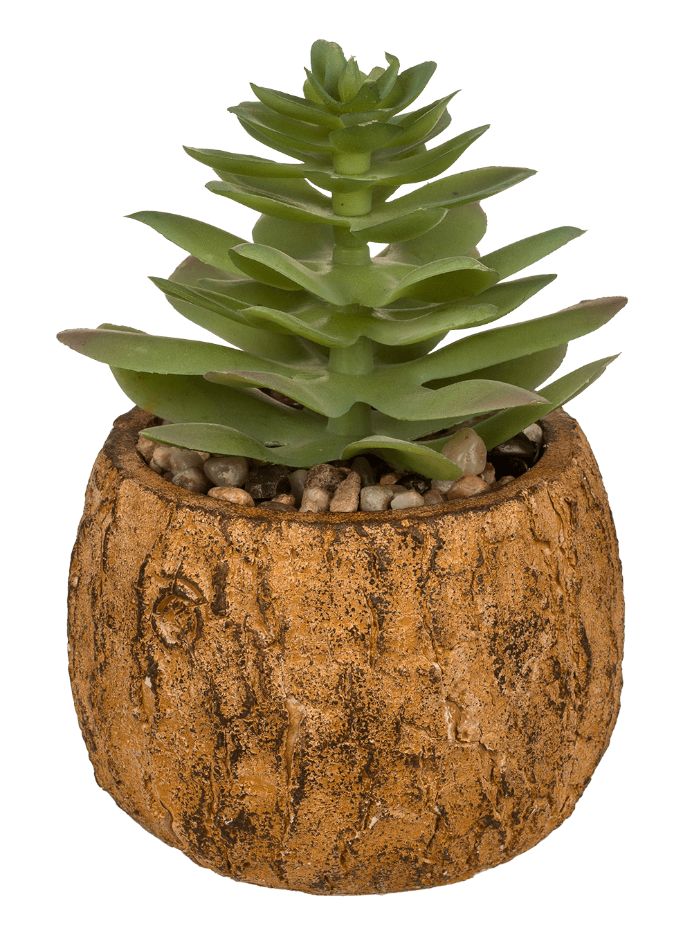 Decoration succulent in cement pot,