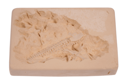 Excavation kit, Dinosaur Skeleton,