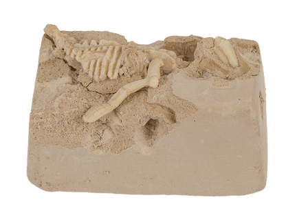 Excavation kit, Dinosaur Skeleton,