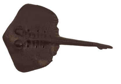 Growing Sea Animals, 10 cm,