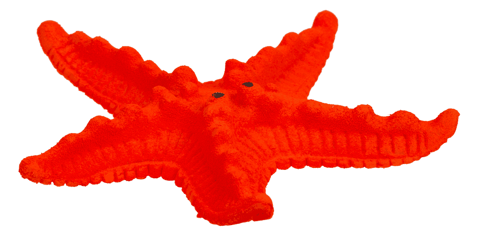 Growing Sea Animals, 10 cm,