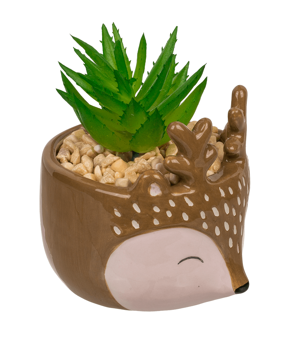 Decoration succulent in pot, Animals,