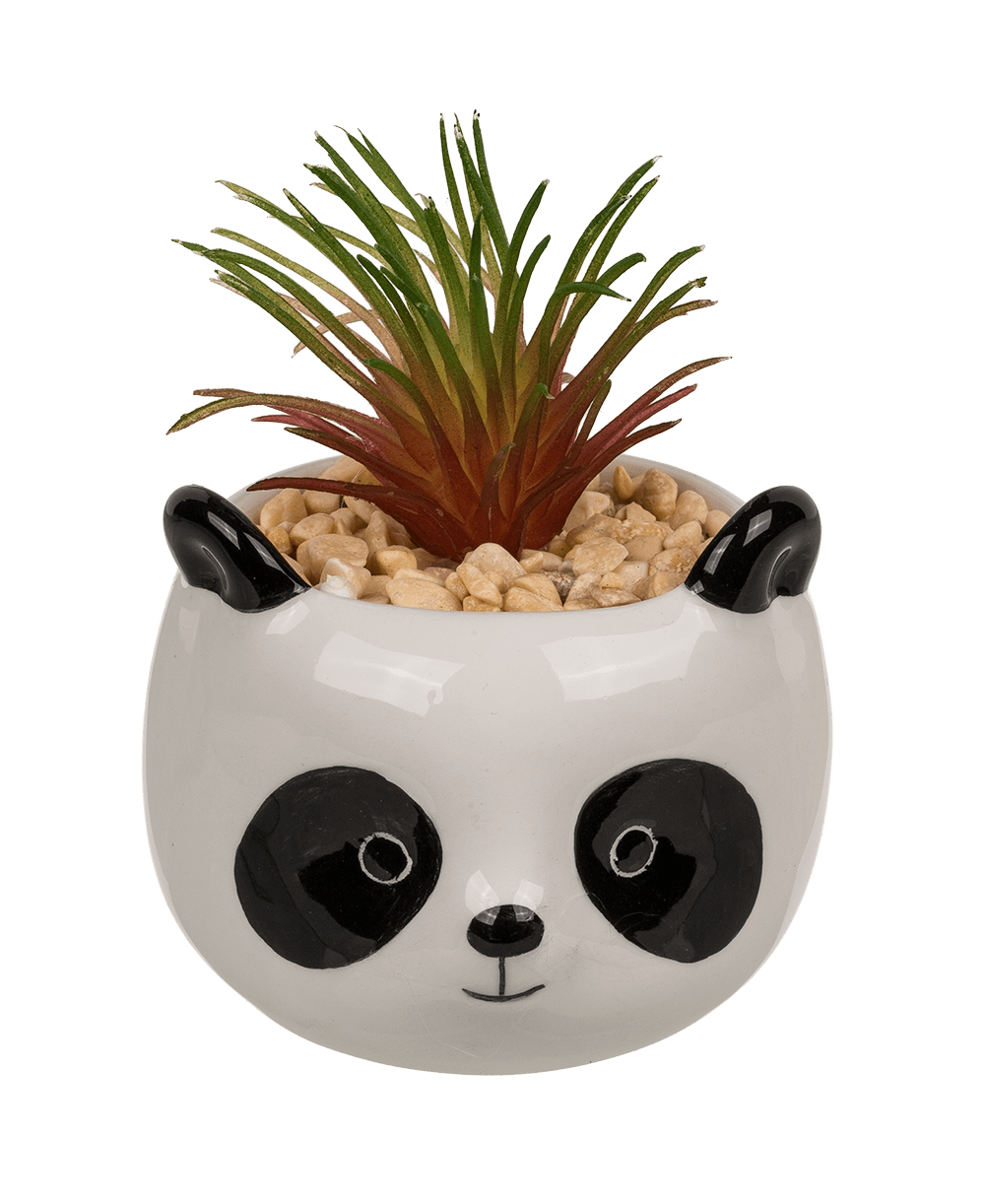 Decoration succulent in pot, Animals,