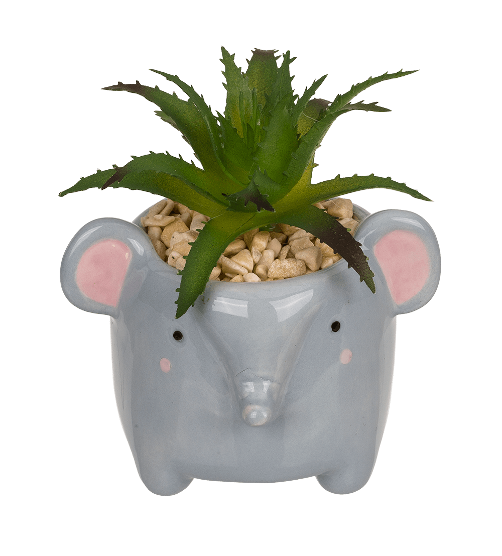 Decoration succulent in pot, Animals,