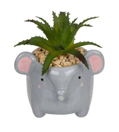 Decoration succulent in pot, Animals,