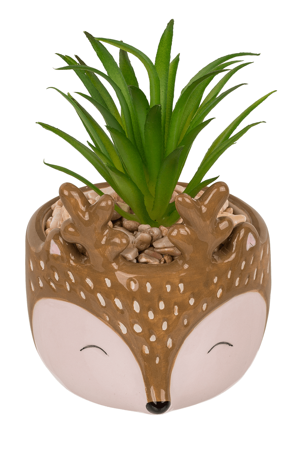 Decoration succulent in pot, Animals,