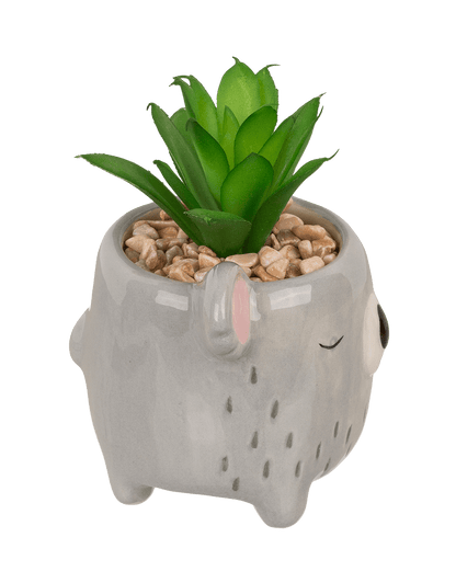 Decoration succulent in pot, Animals,