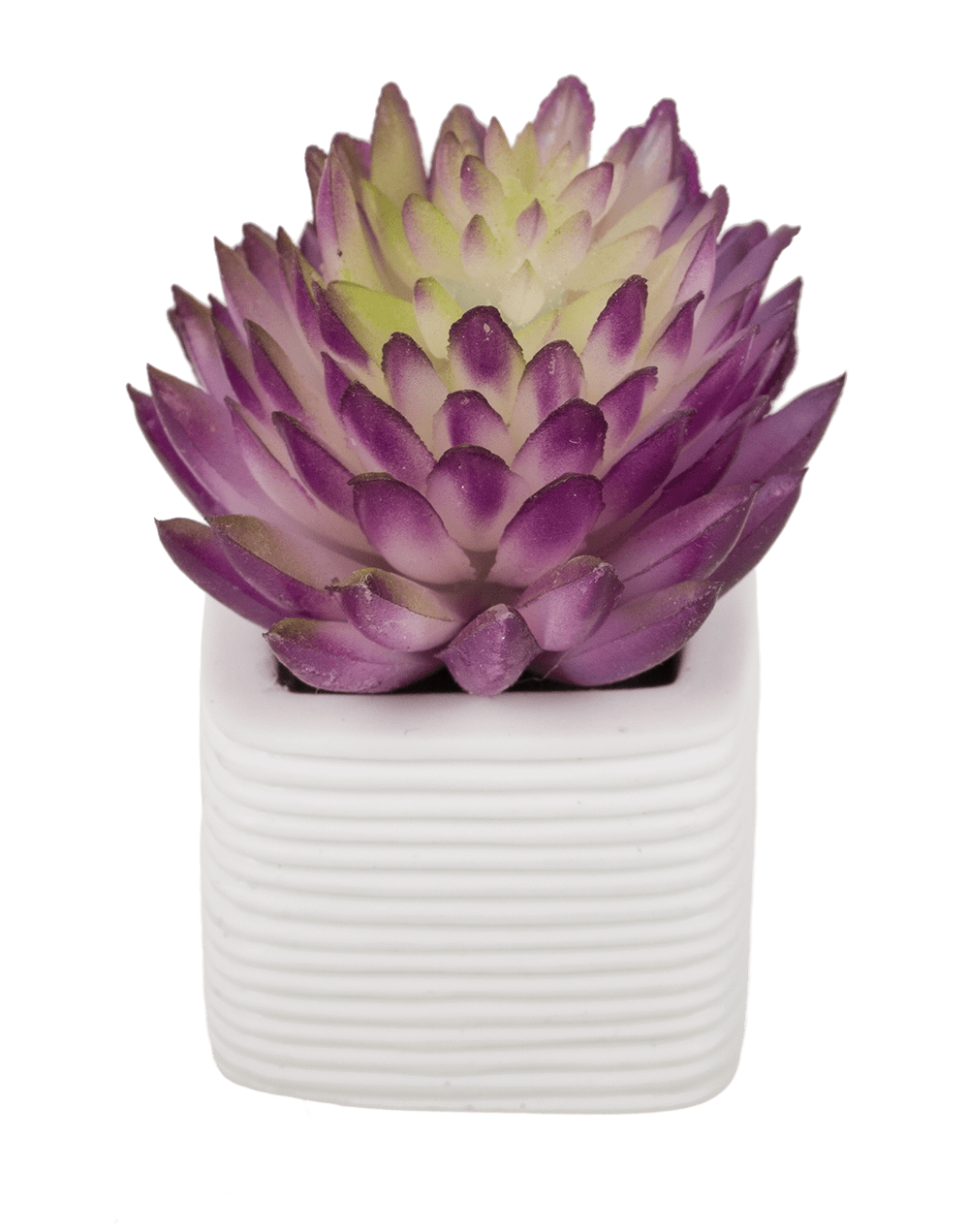 Magnet, succulent in white pot,