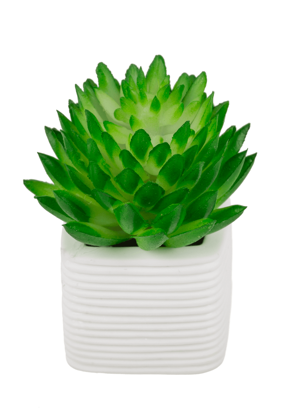 Magnet, succulent in white pot,