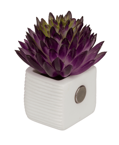 Magnet, succulent in white pot,
