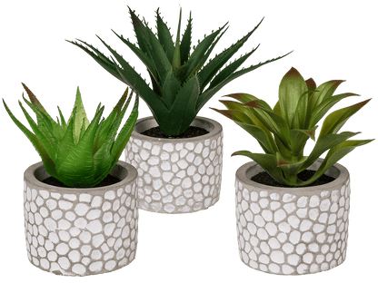 Decoration Succulents in white/grey cement pot,