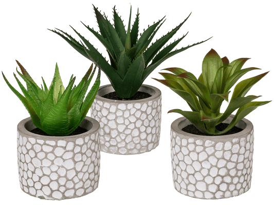 Decoration Succulents in white/grey cement pot,