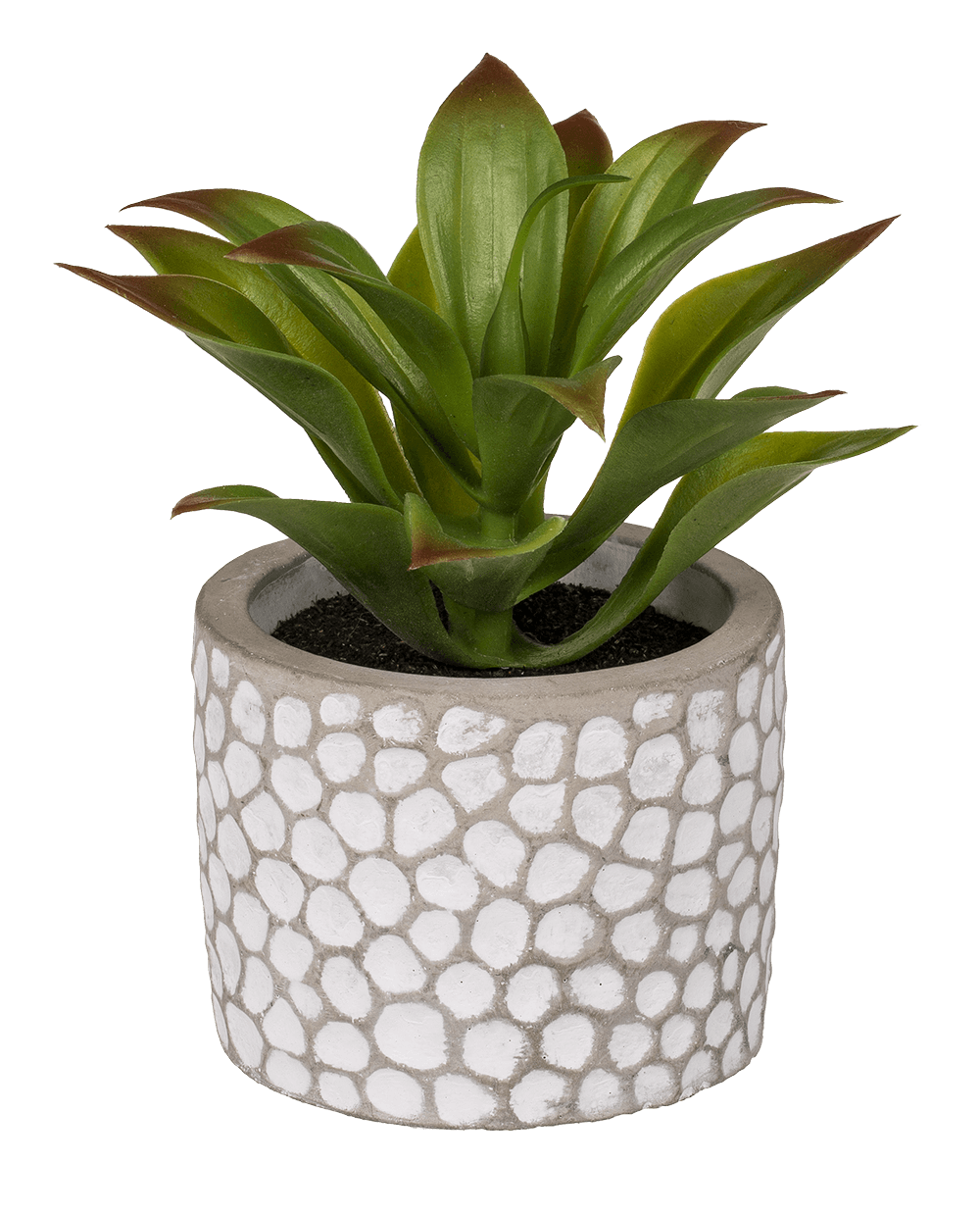 Decoration Succulents in white/grey cement pot,