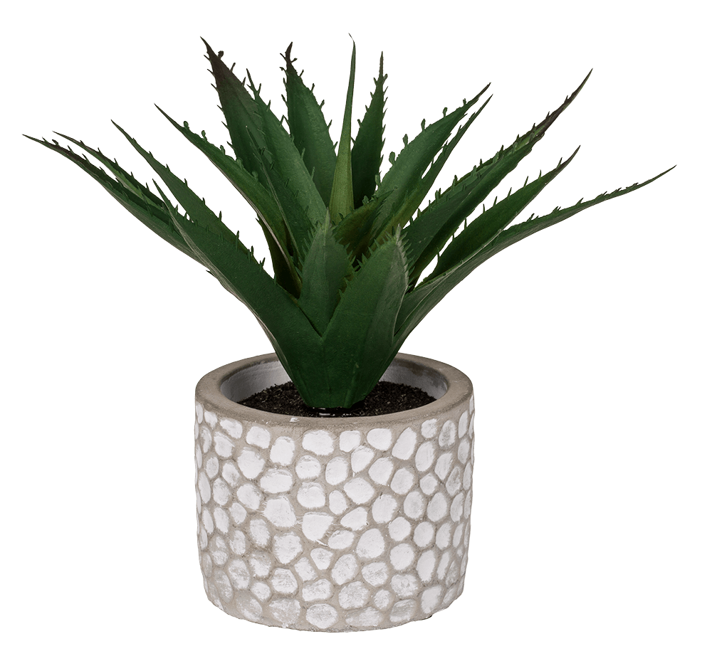 Decoration Succulents in white/grey cement pot,