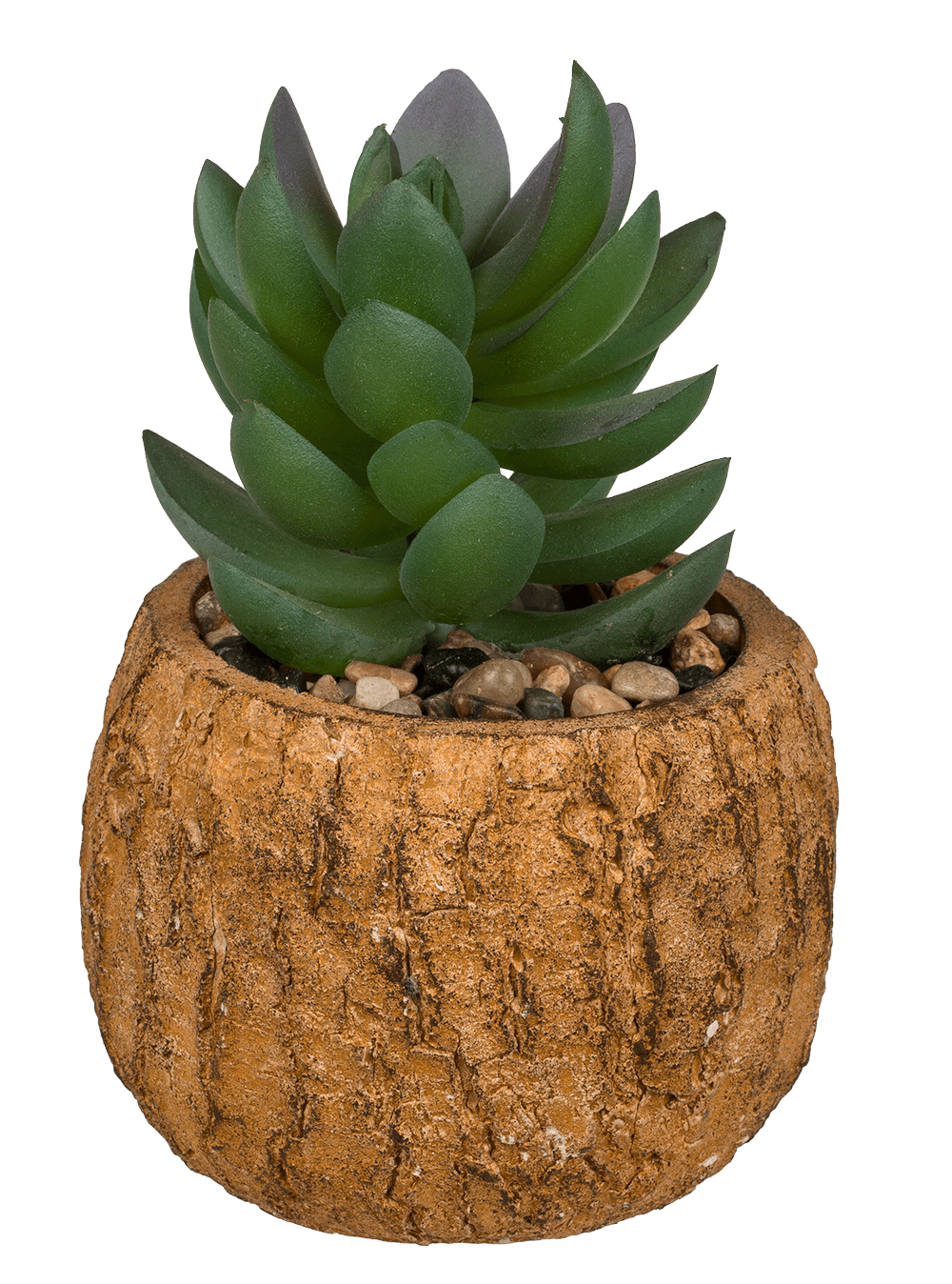 Decoration succulent in cement  pot,