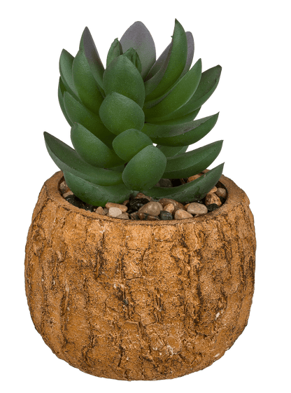 Decoration succulent in cement  pot,