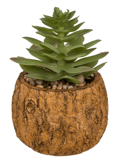 Decoration succulent in cement  pot,