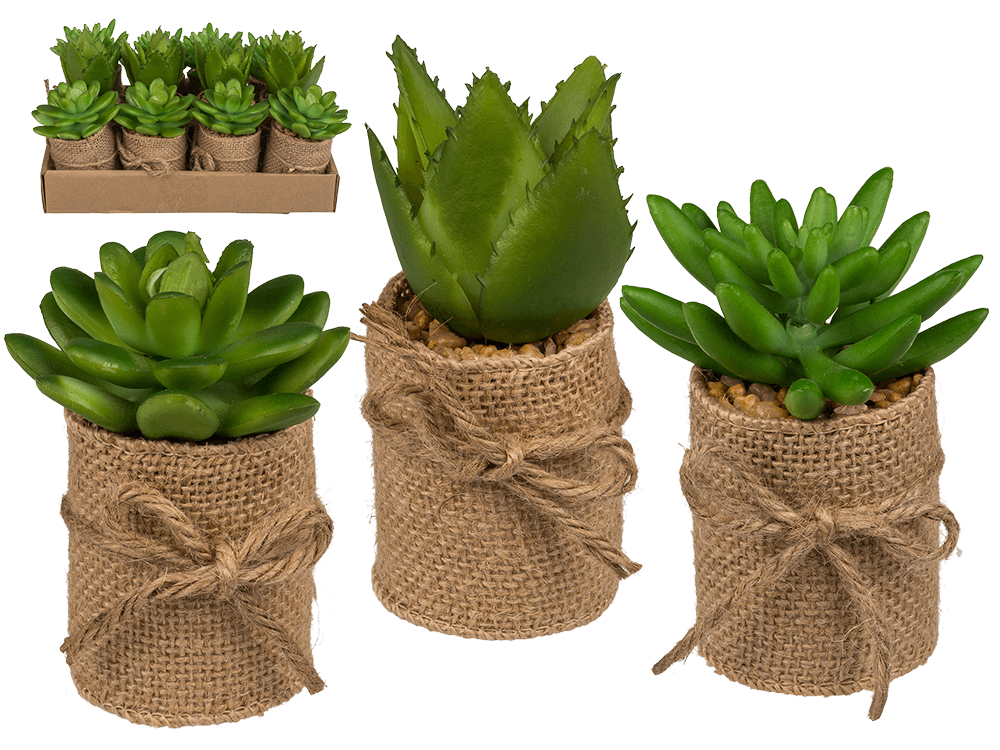 Decoration Succulents in pot with jute fabric,