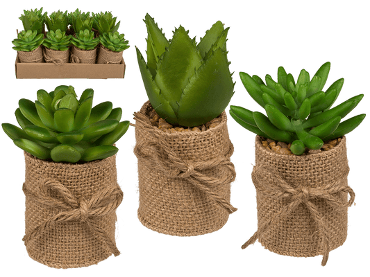Decoration Succulents in pot with jute fabric,