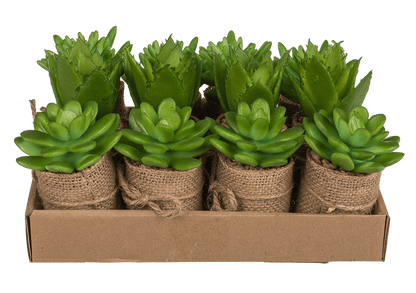 Decoration Succulents in pot with jute fabric,