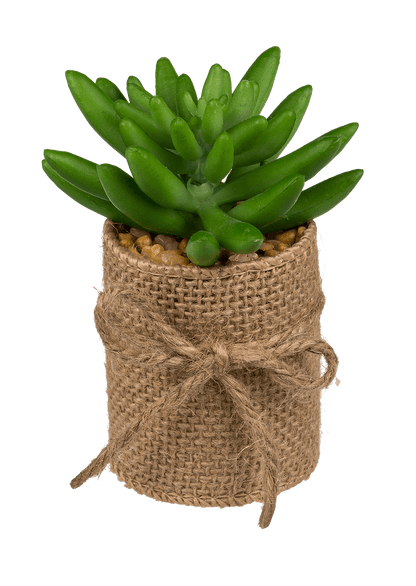Decoration Succulents in pot with jute fabric,