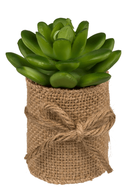 Decoration Succulents in pot with jute fabric,