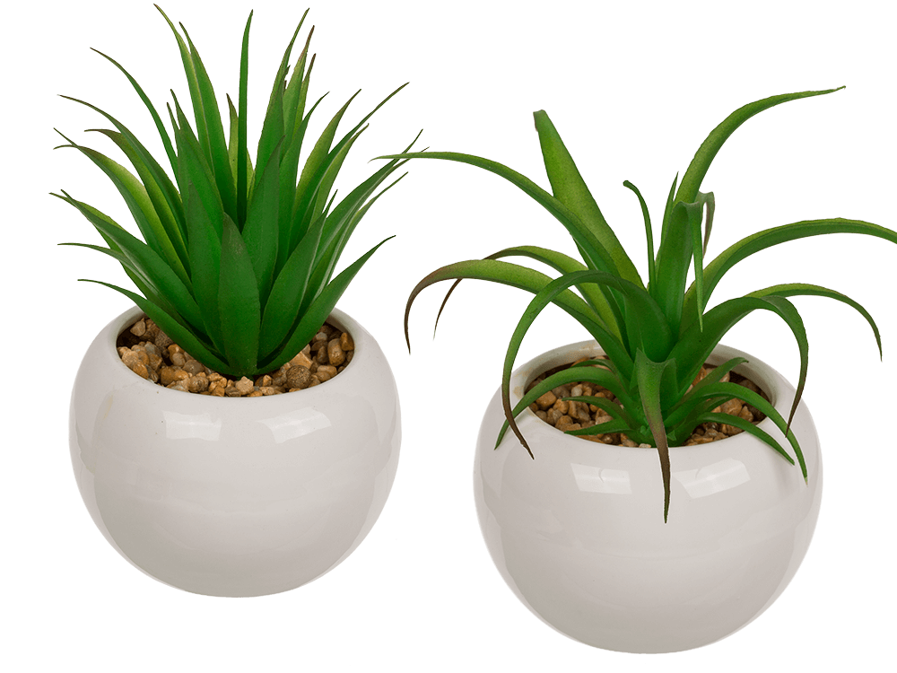 Decoration Succulents in white ceramik pot,