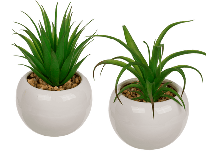 Decoration Succulents in white ceramik pot,