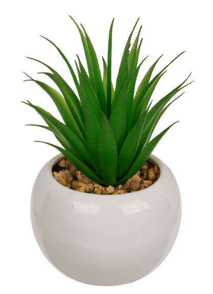 Decoration Succulents in white ceramik pot,