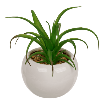Decoration Succulents in white ceramik pot,