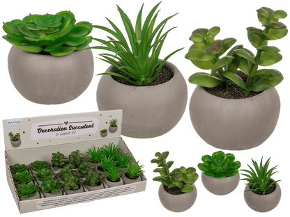 Deco succulent in cement pot,