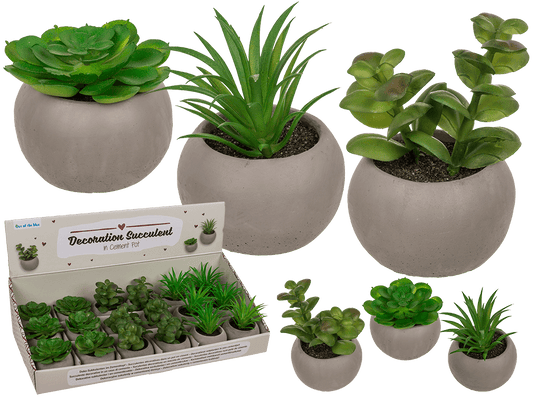 Deco succulent in cement pot,