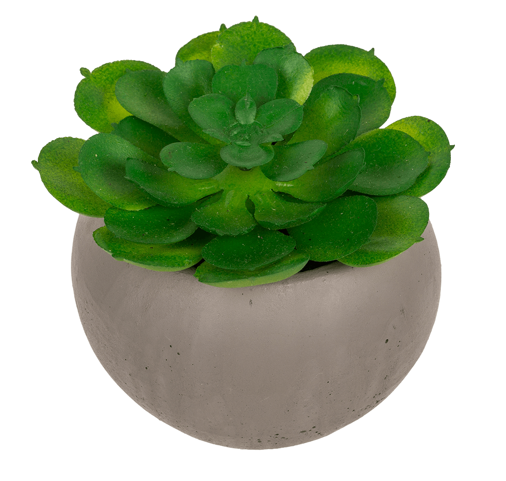 Deco succulent in cement pot,