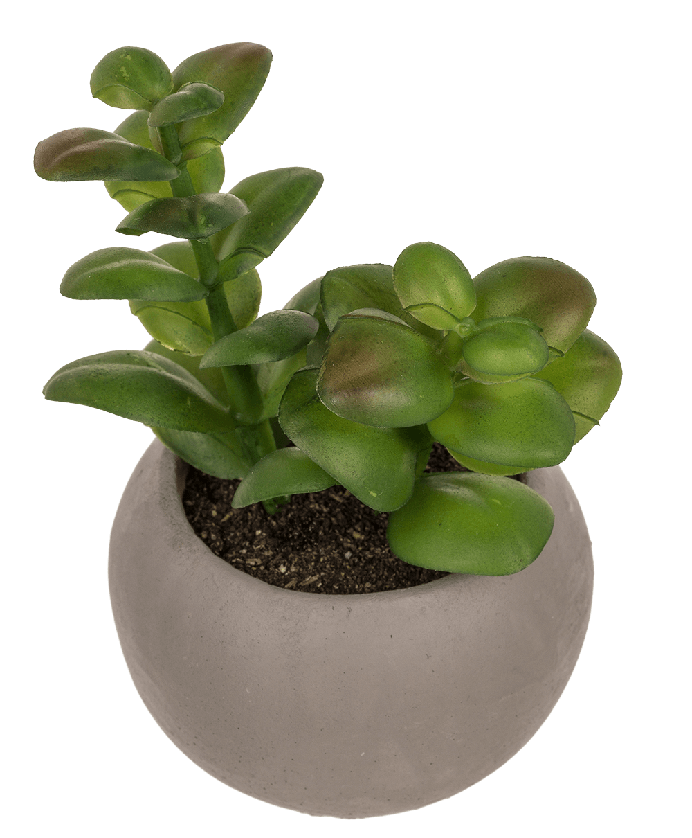 Deco succulent in cement pot,