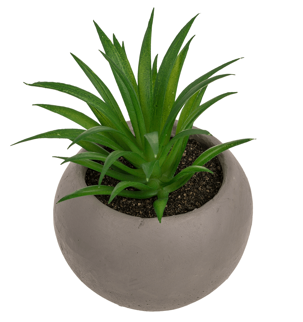 Deco succulent in cement pot,