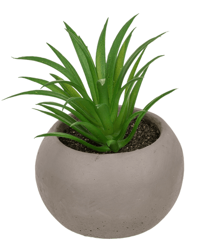 Deco succulent in cement pot,