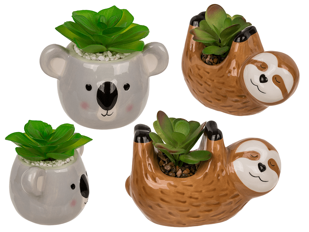 Deco succulents in ceramic pot,