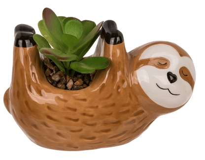 Deco succulents in ceramic pot,