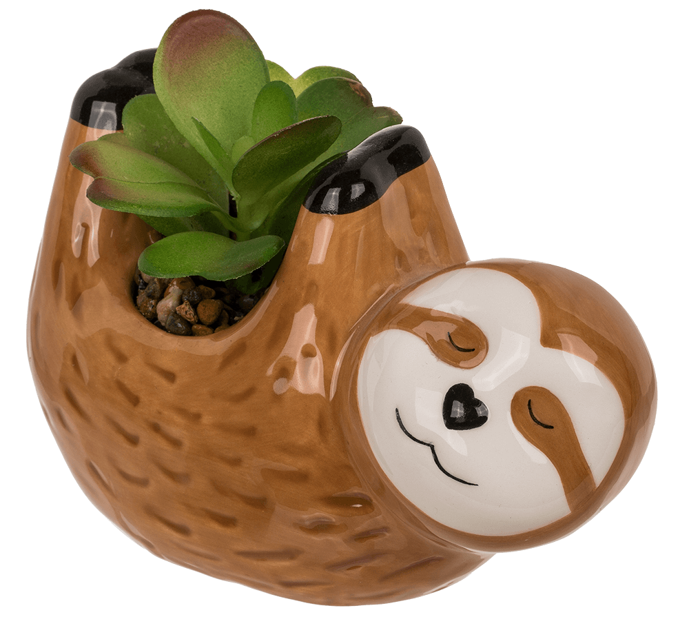 Deco succulents in ceramic pot,