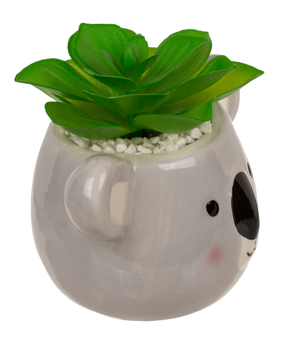 Deco succulents in ceramic pot,