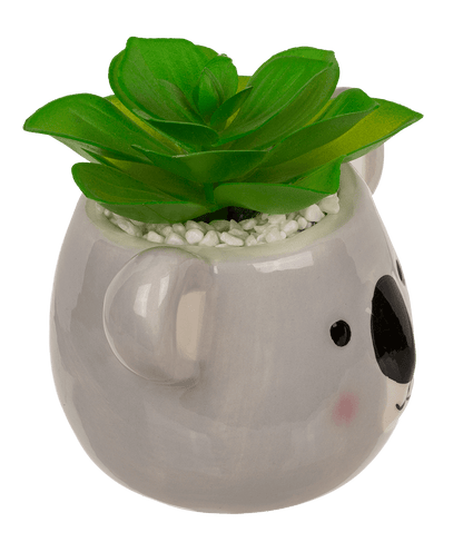 Deco succulents in ceramic pot,