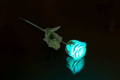 White plastic rose with colour changing LED