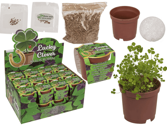 Lucky clover in plastic pot,