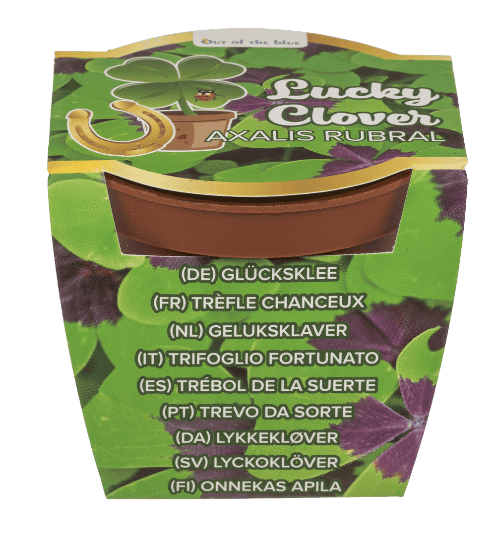 Lucky clover in plastic pot,