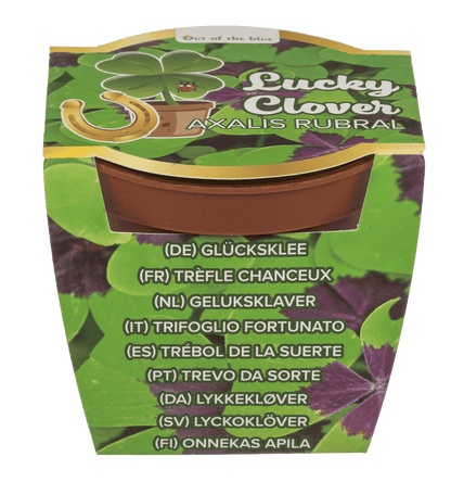 Lucky clover in plastic pot,