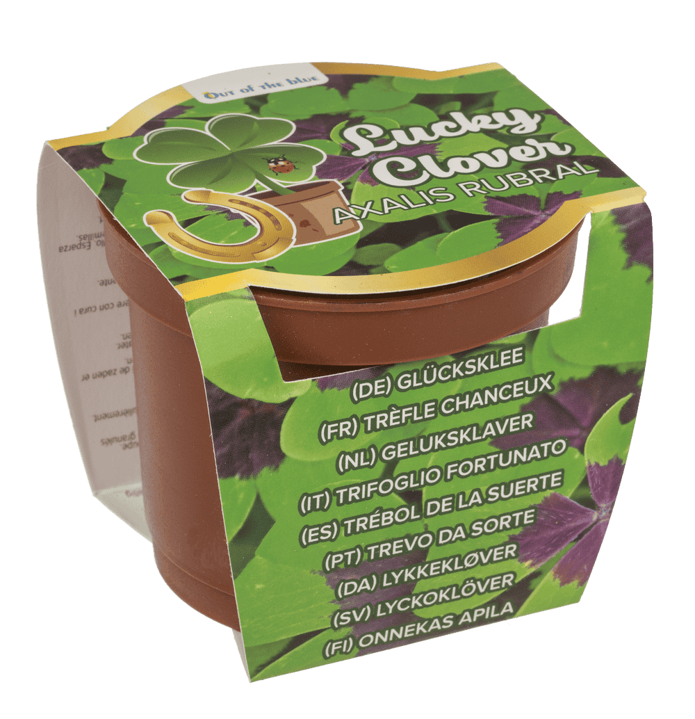 Lucky clover in plastic pot,
