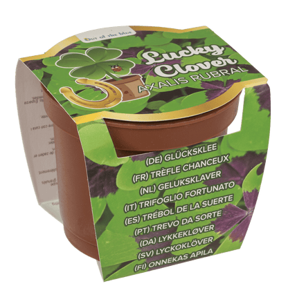 Lucky clover in plastic pot,