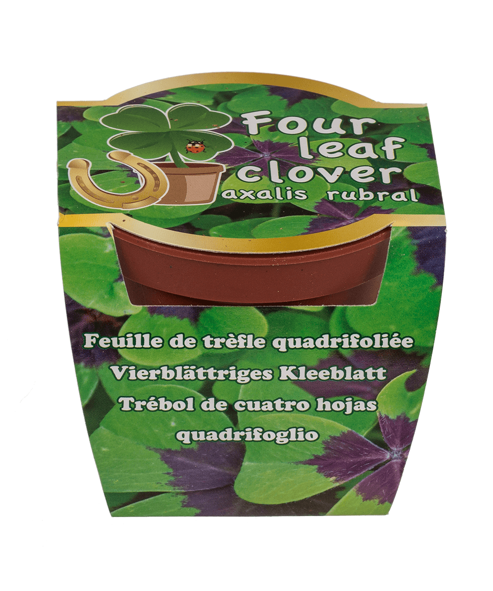 Lucky clover in plastic pot,