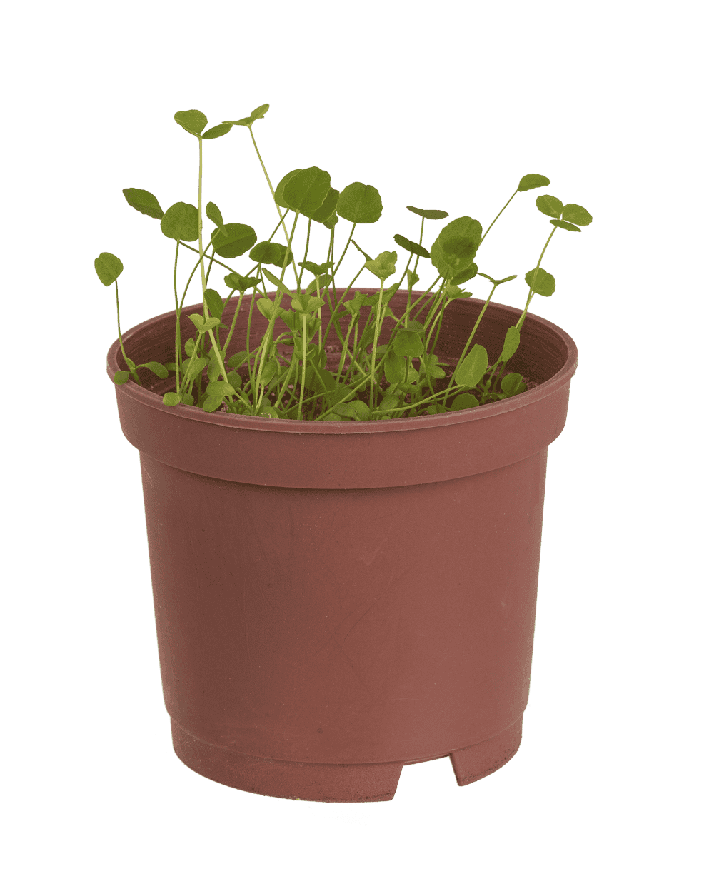 Lucky clover in plastic pot,