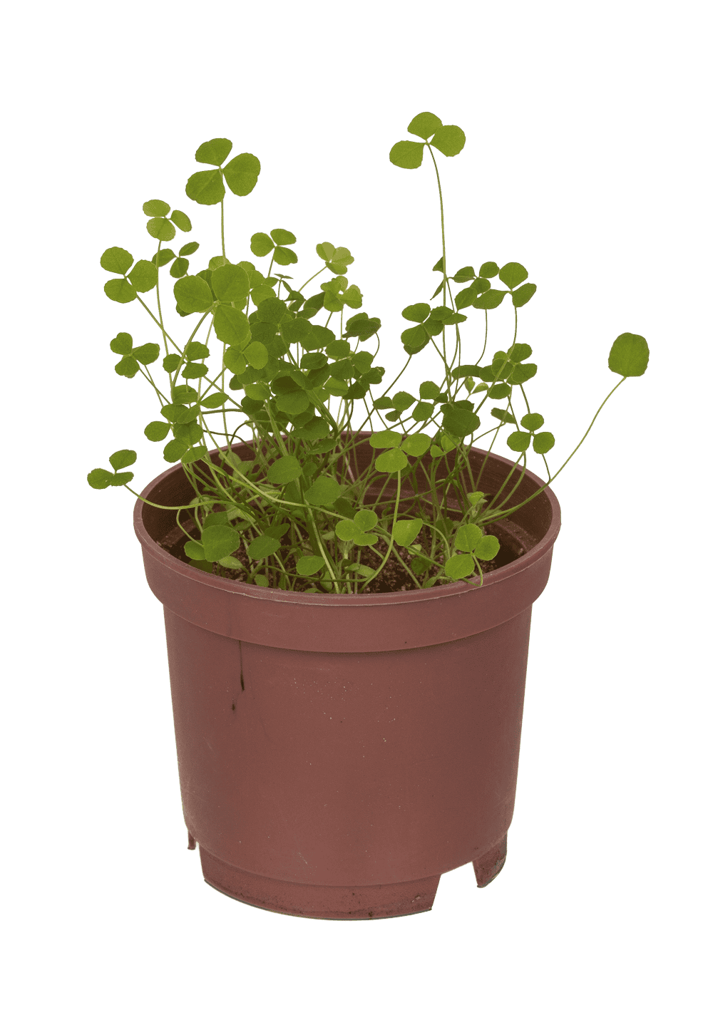 Lucky clover in plastic pot,